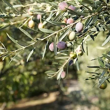 Terra Zoe * Sokakagzi