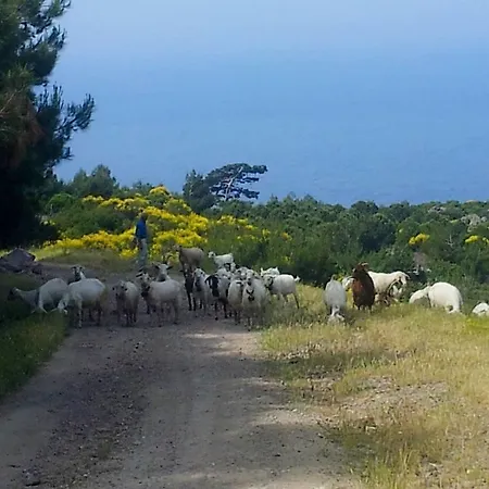 Terra Zoe Bed & Breakfast Sokakagzi