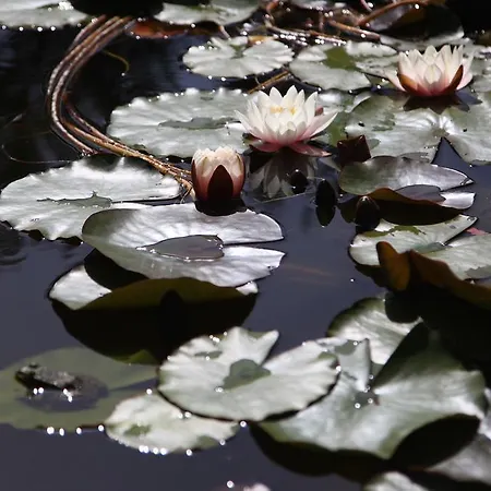 Bed & Breakfast Terra Zoe *